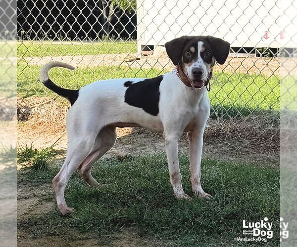 Medium Photo #5 Beagle-Unknown Mix Puppy For Sale in Washington, DC, USA