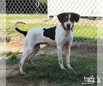 Small #4 Beagle Mix