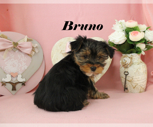 Yorkshire Terrier Puppy for sale in CHANUTE, KS, USA