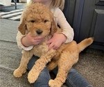 Small Photo #3 Double Doodle Puppy For Sale in GOSHEN, IN, USA