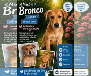 Retriever -Unknown Mix Dogs for adoption in Jenkintown, PA, USA