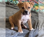 Puppy 6 American Bully
