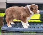Small Photo #10 Miniature Australian Shepherd Puppy For Sale in O NEALS, CA, USA