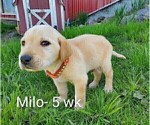 Small Photo #7 Labrador Retriever Puppy For Sale in CATO, NY, USA