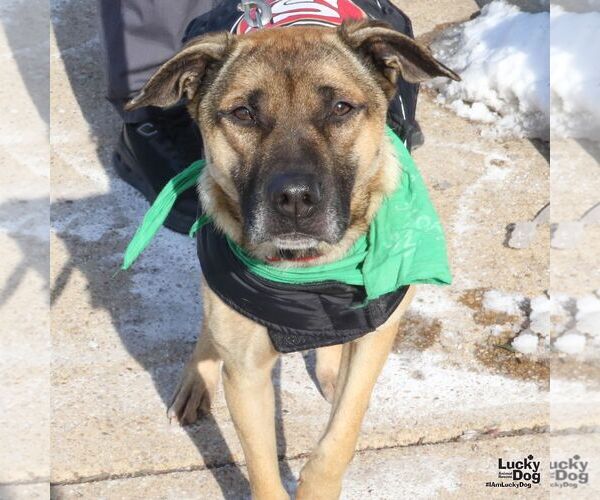 Medium Photo #8 Mutt Puppy For Sale in Washington, DC, USA