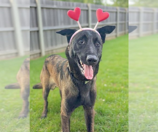 Medium Photo #8 Mutt Puppy For Sale in Imlay City, MI, USA