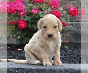 Goldendoodle-Poodle (Standard) Mix Puppy for sale in HONEY BROOK, PA, USA
