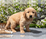 Small Photo #4 Golden Retriever Puppy For Sale in WOLCOTTVILLE, IN, USA
