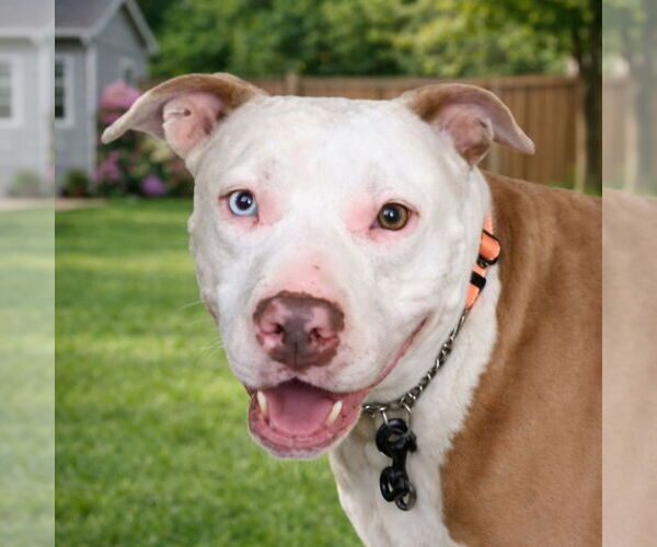 Medium Photo #5 American Staffordshire Terrier-Unknown Mix Puppy For Sale in Lake Forest, CA, USA