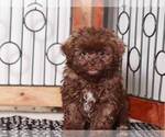 Small Photo #4 ShihPoo Puppy For Sale in NAPLES, FL, USA