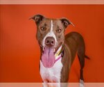 Small American Pit Bull Terrier Mix