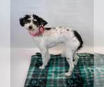 Small #2 Poochon