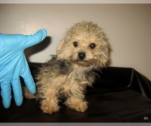 Poodle (Toy) Puppy for sale in BAKERSFIELD, CA, USA