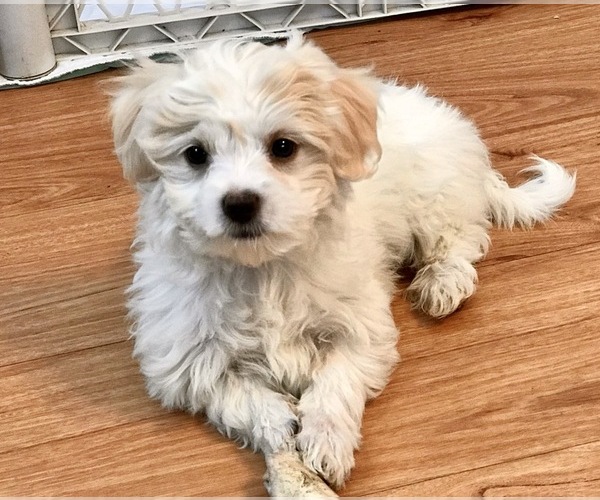 Medium Photo #15 Maltese Puppy For Sale in WOODSTOCK, CT, USA