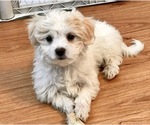Small Photo #15 Maltese Puppy For Sale in WOODSTOCK, CT, USA