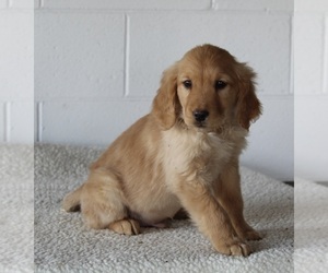 Golden Retriever Puppy for sale in FREDERICKSBURG, OH, USA