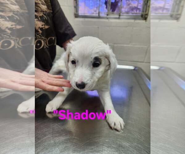 Medium Photo #2 Australian Shepherd-Unknown Mix Puppy For Sale in Stephens City, VA, USA