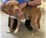 Small American Pit Bull Terrier