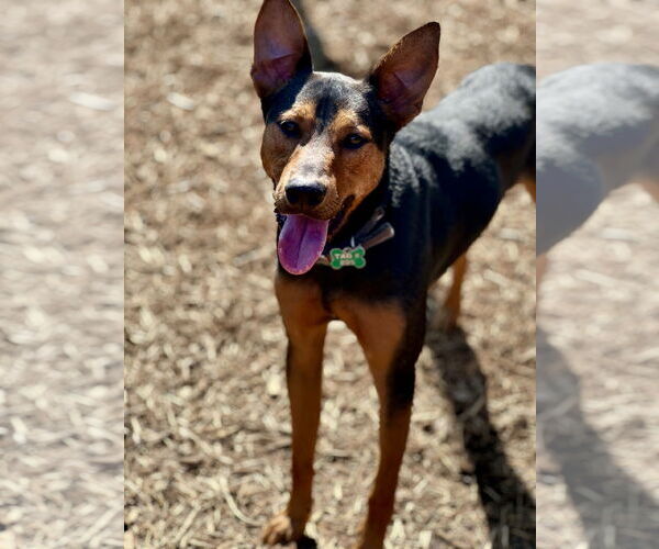 Medium Photo #4 Doberman Pinscher-Unknown Mix Puppy For Sale in Houston, TX, USA