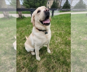 Father of the Labrador Retriever puppies born on 04/14/2024