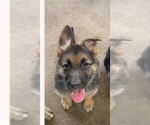 German Shepherd Dog Dogs for adoption in San Antonio, TX, USA