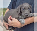 Small #1 Mutt
