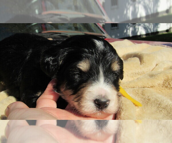 Medium Photo #4 Bernedoodle Puppy For Sale in BIG ROCK, IL, USA
