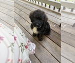 Puppy Puppy 4 Saint Berdoodle