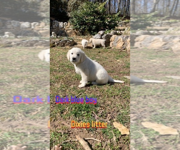 Medium Photo #3 Golden Retriever Puppy For Sale in ADAIRSVILLE, GA, USA