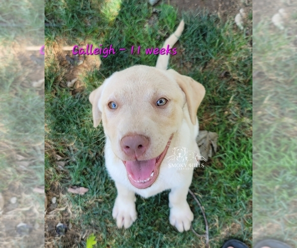 Medium Photo #4 Labrador Retriever Puppy For Sale in POCAHONTAS, IL, USA