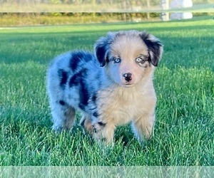 Australian Shepherd Puppy for sale in LODA, IL, USA
