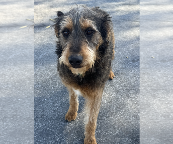 Medium Photo #2 Mutt Puppy For Sale in Newport Beach, CA, USA