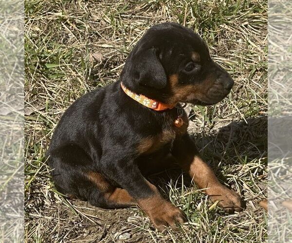 Medium Photo #1 Doberman Pinscher Puppy For Sale in MARYSVILLE, IN, USA