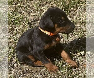 Doberman Pinscher Puppy for sale in MARYSVILLE, IN, USA