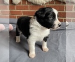 Puppy Star Border Collie-Papillon Mix