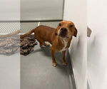 Small #2 Labrador Retriever Mix