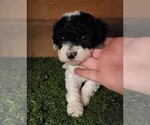 Small Photo #5 Poodle (Miniature) Puppy For Sale in FILLMORE, UT, USA