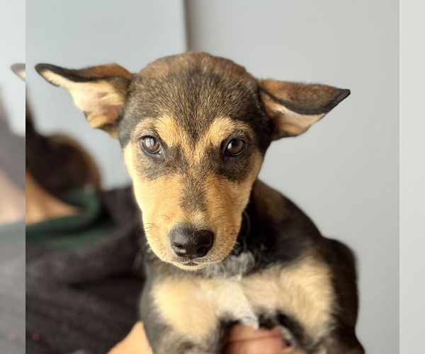 Medium Photo #1 Labrador Retriever-Unknown Mix Puppy For Sale in Jefferson, NJ, USA