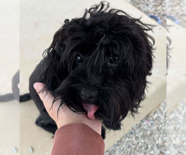 Medium Photo #3 Havanese-Unknown Mix Puppy For Sale in Jefferson, WI, USA