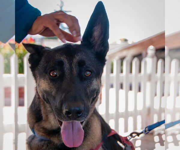 Medium Photo #2 German Shepherd Dog-Unknown Mix Puppy For Sale in San Jose, CA, USA
