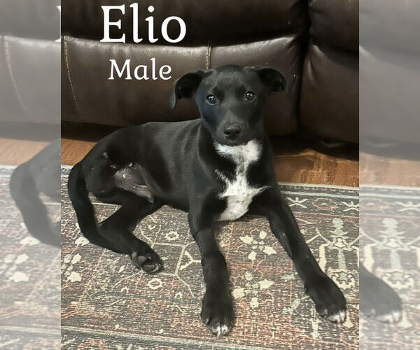 Medium Photo #2 Mutt Puppy For Sale in Boston, MA, USA