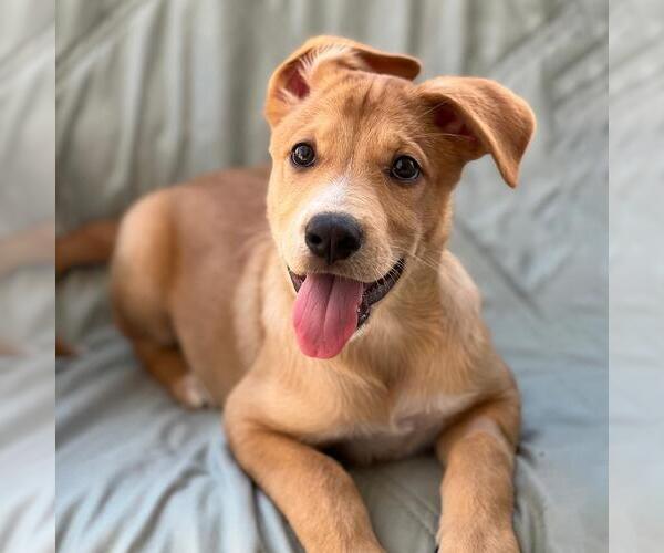 Medium Photo #1 Labrador Retriever-Unknown Mix Puppy For Sale in San Diego, CA, USA