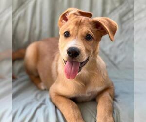 Labrador Retriever-Unknown Mix Dogs for adoption in San Diego, CA, USA