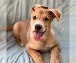 Napoleon Dynamite Pup - Kipland - Adopted! - Male Labrador Retriever-Unknown Mix Dog for Adoption - Small photo