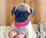 Small Photo #1 Pug Puppy For Sale in HUTTO, TX, USA