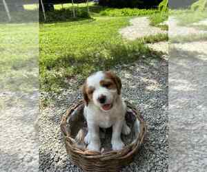 Medium Brittany
