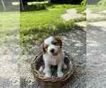Puppy Mickey Brittany