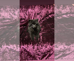 Puppy Ghost Pomeranian