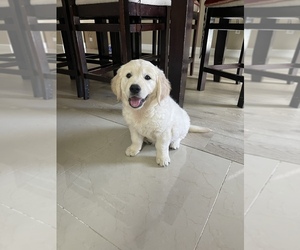 English Cream Golden Retriever Dog for Adoption in VICTORVILLE, California USA