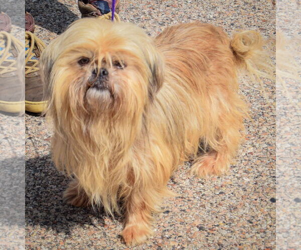 Medium Photo #2 Shih Tzu Puppy For Sale in Huntley, IL, USA